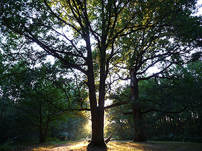 Arbre majestueux dans la foret de notre dame - Val de Marne