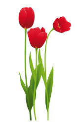 Tulipes chez un conteur